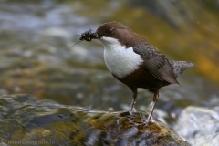 12 Wasseramsel - Cinclus cinclus